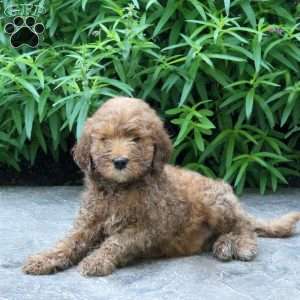 Hatchet, Mini Goldendoodle Puppy