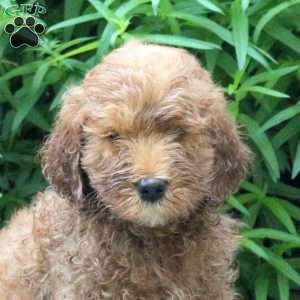 Hatchet, Mini Goldendoodle Puppy