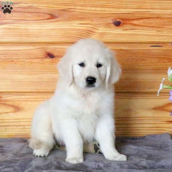 Hattie, English Cream Golden Retriever Puppy