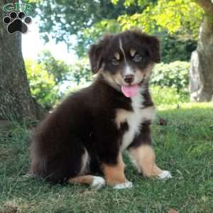 Hattie, Australian Shepherd Puppy