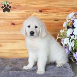 Hattie, English Cream Golden Retriever Puppy