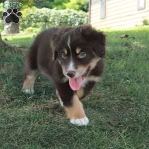 Hattie, Australian Shepherd Puppy
