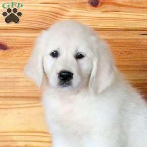 Hattie, English Cream Golden Retriever Puppy