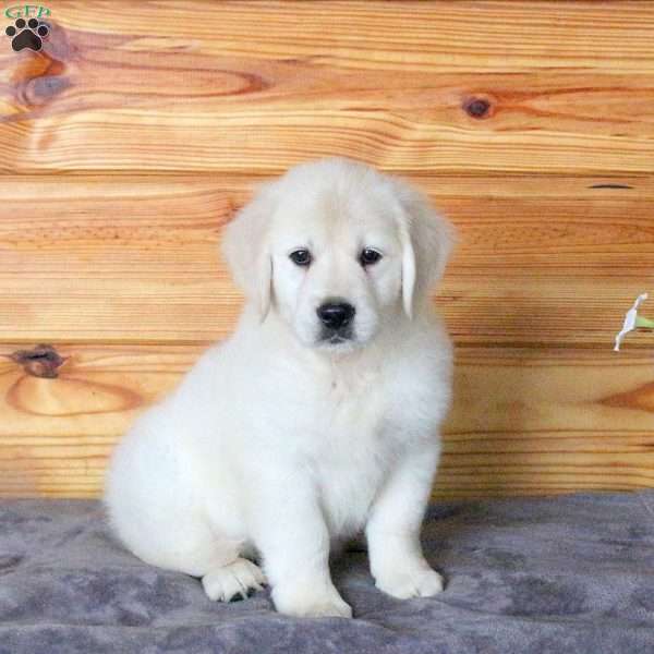 Haven, English Cream Golden Retriever Puppy