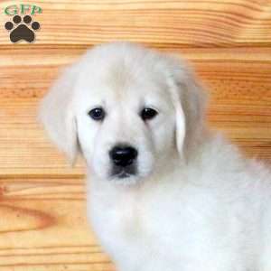 Haven, English Cream Golden Retriever Puppy