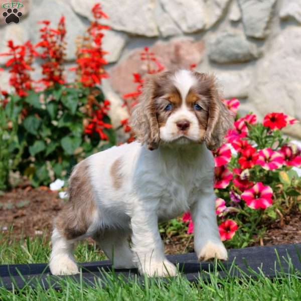 Haven, Cocker Spaniel Puppy
