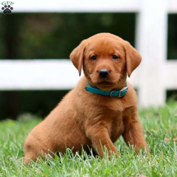 Haven, Fox Red Labrador Retriever Puppy
