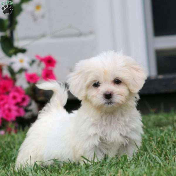 Haven, Teddy Bear Puppy