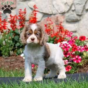 Haven, Cocker Spaniel Puppy