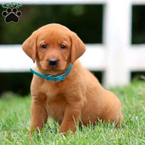 Haven, Fox Red Labrador Retriever Puppy