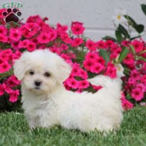 Haven, Teddy Bear Puppy