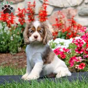 Haven, Cocker Spaniel Puppy