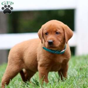 Haven, Fox Red Labrador Retriever Puppy