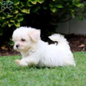Haven, Teddy Bear Puppy