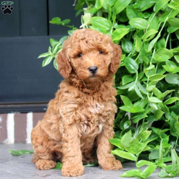 Hayden, Mini Goldendoodle Puppy
