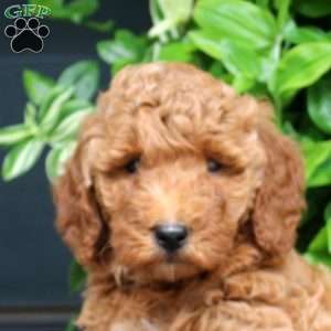Hayden, Mini Goldendoodle Puppy