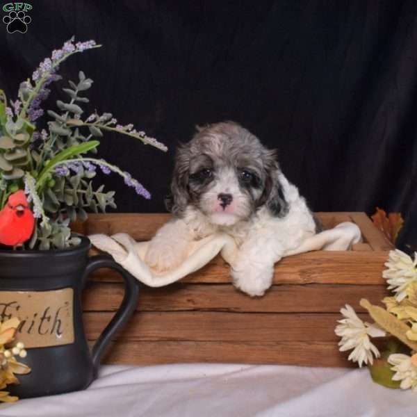 Hazel, Cavapoo Puppy