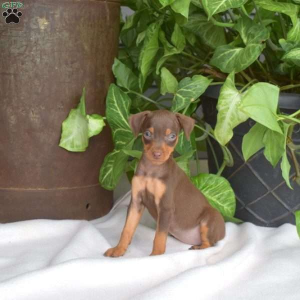 Hazel, Miniature Pinscher Puppy