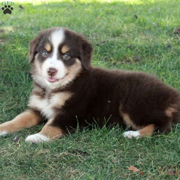 Hazel, Australian Shepherd Puppy