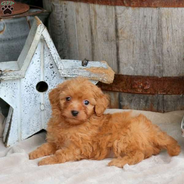 Hazel, Mini Goldendoodle Puppy