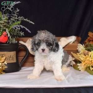 Hazel, Cavapoo Puppy