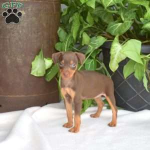 Hazel, Miniature Pinscher Puppy