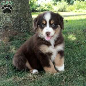 Hazel, Australian Shepherd Puppy