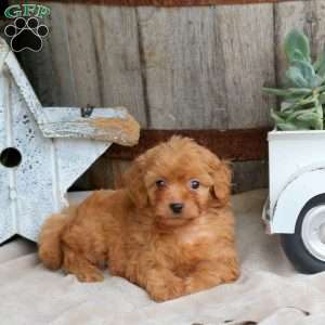 Hazel, Mini Goldendoodle Puppy
