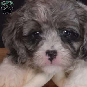 Hazel, Cavapoo Puppy