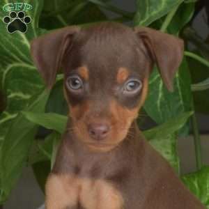Hazel, Miniature Pinscher Puppy
