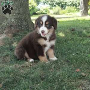 Hazel, Australian Shepherd Puppy