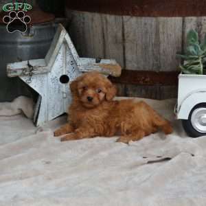 Hazel, Mini Goldendoodle Puppy