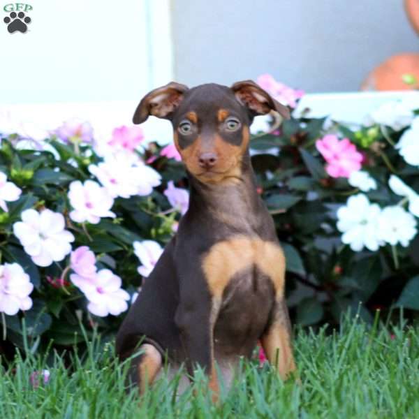 Hazel, Miniature Pinscher Puppy