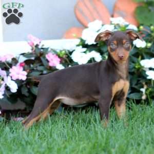 Hazel, Miniature Pinscher Puppy