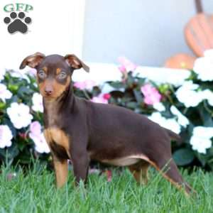 Hazel, Miniature Pinscher Puppy