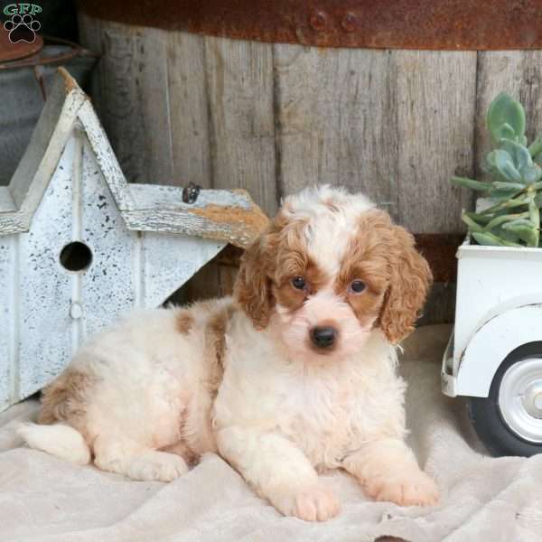 Hector, Mini Goldendoodle Puppy
