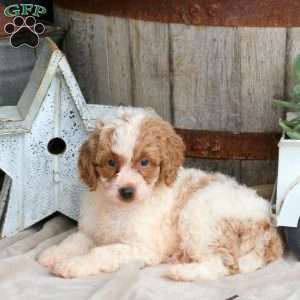 Hector, Mini Goldendoodle Puppy
