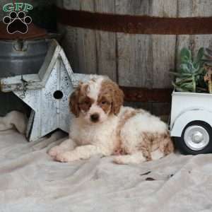 Hector, Mini Goldendoodle Puppy