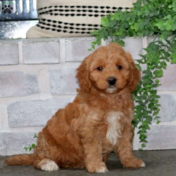 Heidi, Mini Goldendoodle Puppy