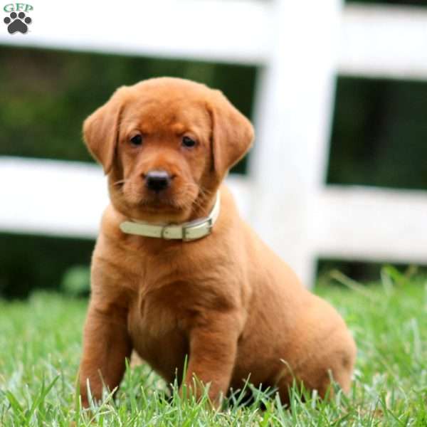 Heidi, Fox Red Labrador Retriever Puppy