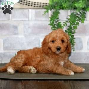 Heidi, Mini Goldendoodle Puppy