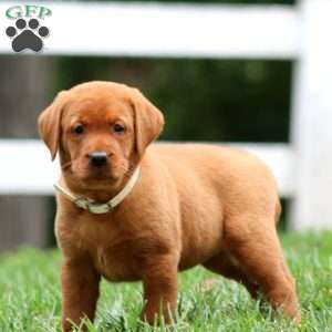 Heidi, Fox Red Labrador Retriever Puppy