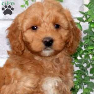 Heidi, Mini Goldendoodle Puppy