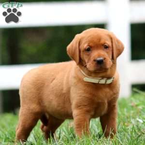 Heidi, Fox Red Labrador Retriever Puppy