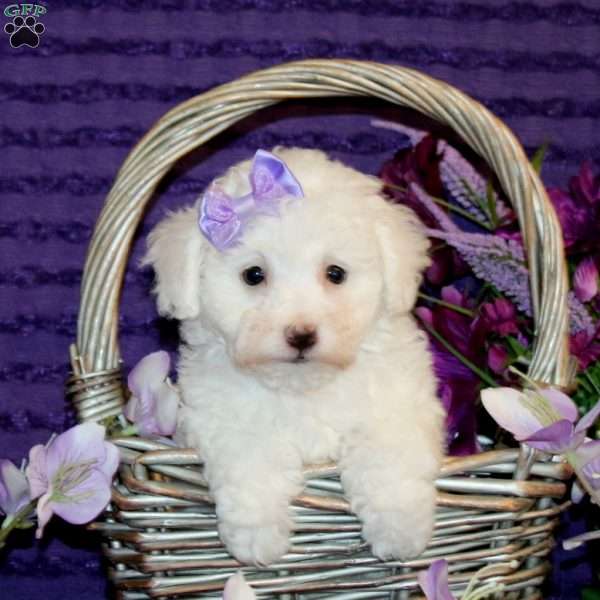 Helen, Bichon Frise Puppy