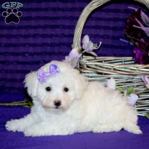 Helen, Bichon Frise Puppy