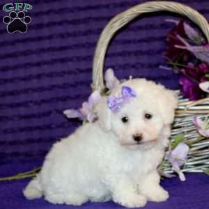 Helen, Bichon Frise Puppy
