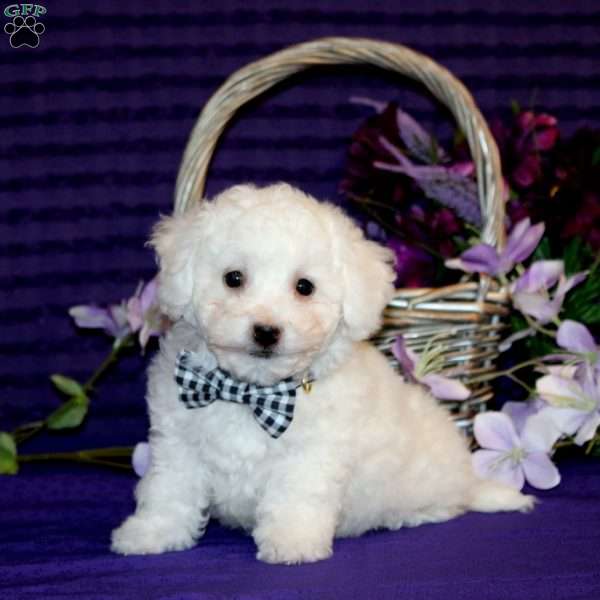 Hendrik, Bichon Frise Puppy