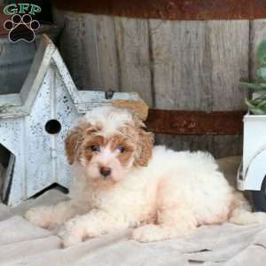 Hendrix, Mini Goldendoodle Puppy