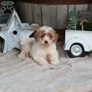 Hendrix, Mini Goldendoodle Puppy